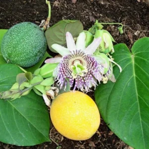 Yellow Passion Fruit Plant - 2 Live Plants for Planting - Tropical Vine