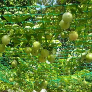 Yellow Passion Fruit Plant - Passion Vine - 10-16 Inch Tall - Half Gallon Pot - Tropical Fruit