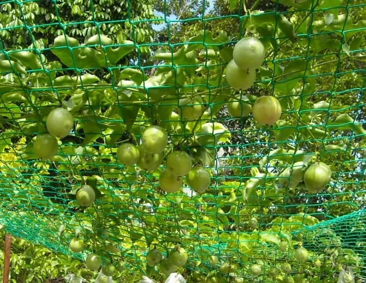 Yellow Passion Fruit Plant - Passion Vine - 10-16 Inch Tall - Half Gallon Pot - Tropical Fruit