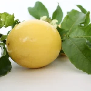 Yellow Passion Fruit Plant - Passion Vine - 10-16 Inch Tall - Half Gallon Pot - Tropical Fruit