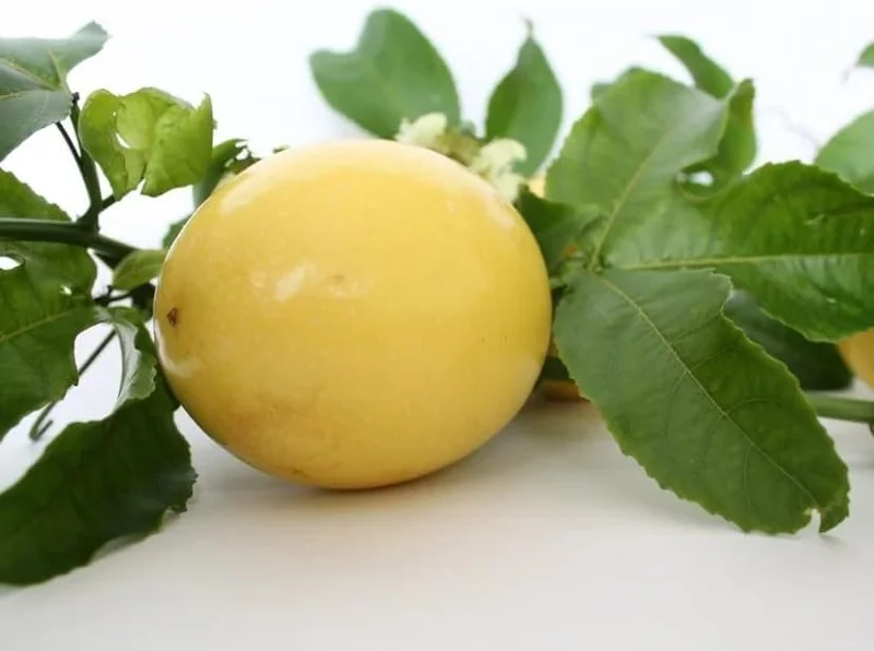 Yellow Passion Fruit Plant - Passion Vine - 10-16 Inch Tall - Half Gallon Pot - Tropical Fruit