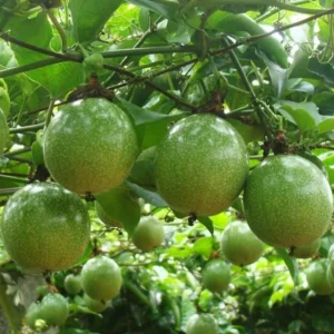 Yellow Passion Fruit Plant - Passion Vine - 10-16 Inch Tall - Half Gallon Pot - Tropical Fruit