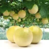 Yellow Passion Fruit Plant - Passion Vine - 8-10 Inch - 4 Inch Pot