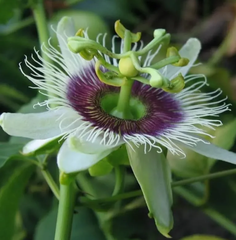Yellow Passion Fruit Plant - Passion Vine - 8-10 Inch - 4 Inch Pot