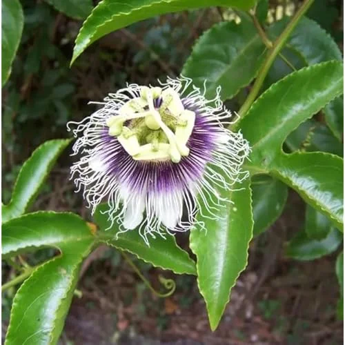 Yellow Passionfruit Vine Seedlings – 4 to 6 Inch Tall – Set of 2 – Easy to Grow