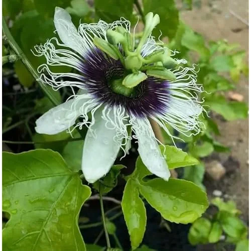 Yellow Passionfruit Vine Seedlings – 4 to 6 Inch Tall – Set of 2 – Easy to Grow