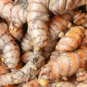 Yellow Turmeric Plant - Live Herb Plant, 4-8 Inch, Yellow Curcuma Longa Plant