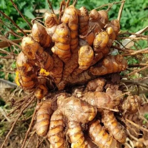Yellow Turmeric Plant - Live Herb Plant, 4-8 Inch, Yellow Curcuma Longa Plant