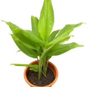 Yellow Turmeric Plant - Live Herb Plant, 4-8 Inch, Yellow Curcuma Longa Plant
