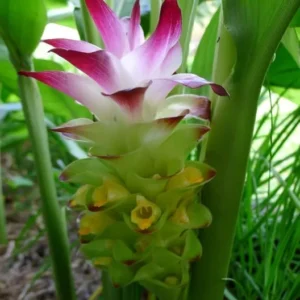 Yellow Turmeric Plant - Live Herb Plant, 4-8 Inch, Yellow Curcuma Longa Plant