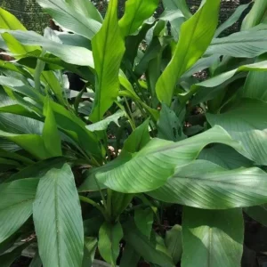 Yellow Turmeric Plants - 2 Live Perennial Fragrant Plants - Curcuma Longa Plants 4-8 Inch Tall - for Planting
