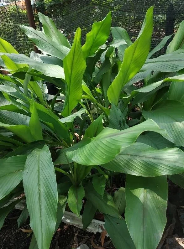 Yellow Turmeric Plants - 2 Live Perennial Fragrant Plants - Curcuma Longa Plants 4-8 Inch Tall - for Planting