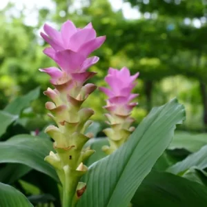 Yellow Turmeric Plants - 2 Live Perennial Fragrant Plants - Curcuma Longa Plants 4-8 Inch Tall - for Planting