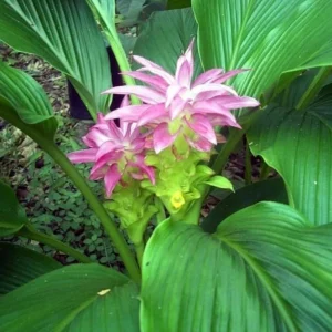 Yellow Turmeric Plants - 2 Live Perennial Fragrant Plants - Curcuma Longa Plants 4-8 Inch Tall - for Planting