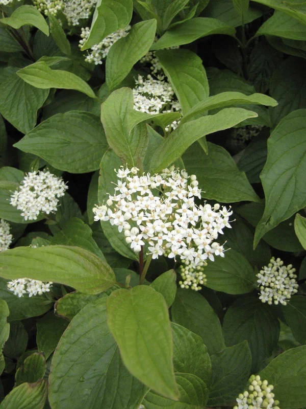 Yellow Twig Dogwood 3 Bareroot - 5-6 Feet - Greenish-Yellow Stems - Vibrant Fall Color