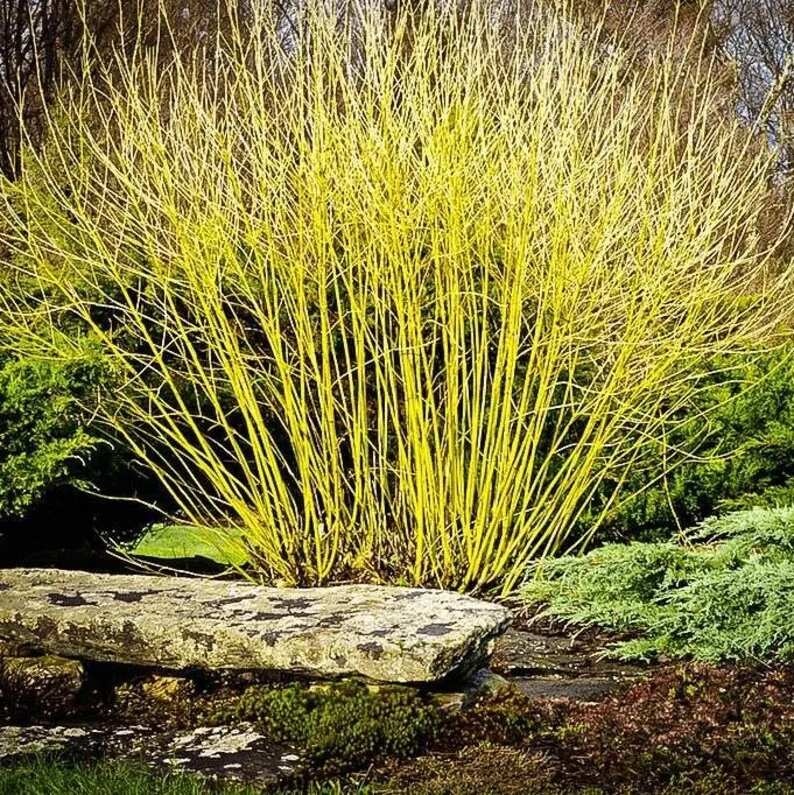 Yellow Twig Dogwood 3 Bareroot - 5-6 Feet - Greenish-Yellow Stems - Vibrant Fall Color