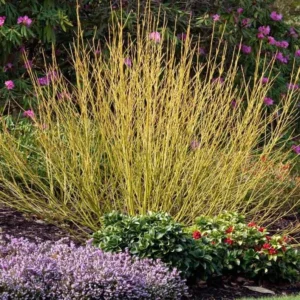 Yellow Twig Dogwood 3 Bareroot - 5-6 Feet - Greenish-Yellow Stems - Vibrant Fall Color