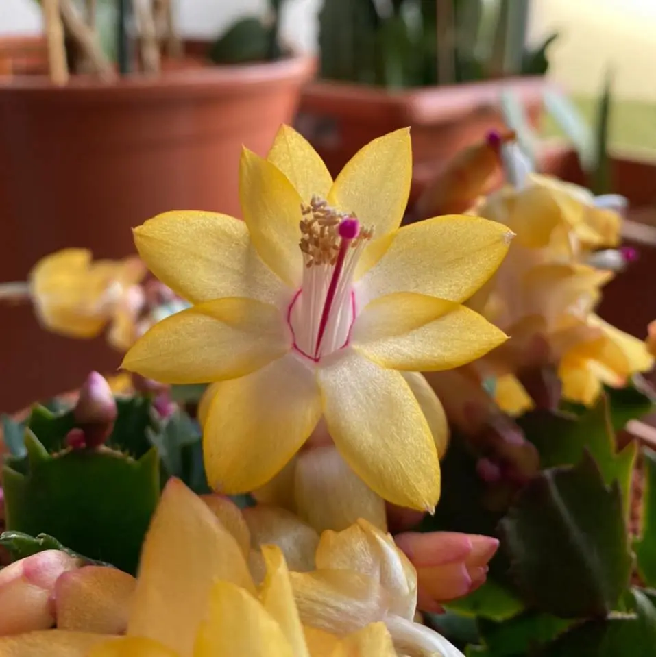 Golden Dancer Yellow Christmas Cactus 6'' Plant Holiday Cactus
