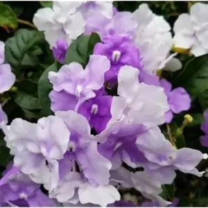 Yesterday Today and Tomorrow Plant - 4-8 inch - Blooming Shrub