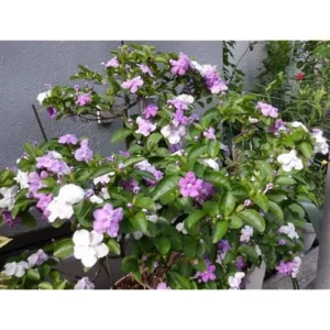 Yesterday Today and Tomorrow Plant - 4-8 inch - Blooming Shrub