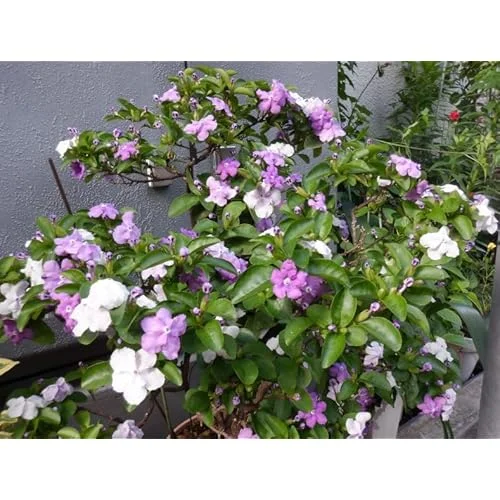 Yesterday Today and Tomorrow Plant - 4-8 inch - Blooming Shrub