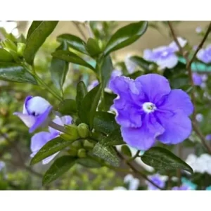 Yesterday Today and Tomorrow Plant - 4-8 inch - Blooming Shrub