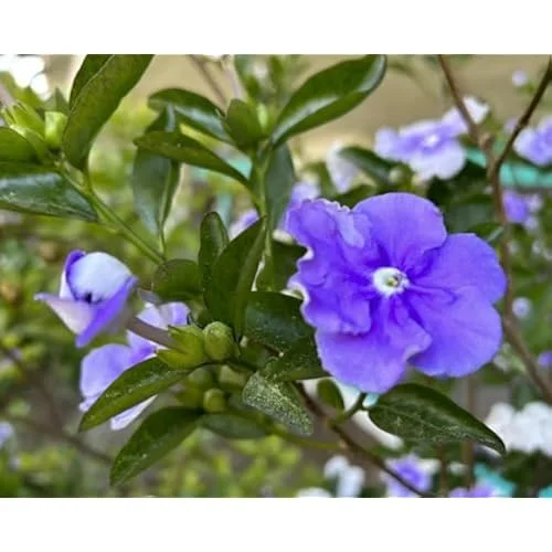 Yesterday Today and Tomorrow Plant - 4-8 inch - Blooming Shrub