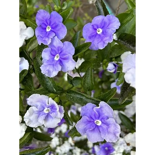 Yesterday Today and Tomorrow Plant - 4-8 inch - Blooming Shrub