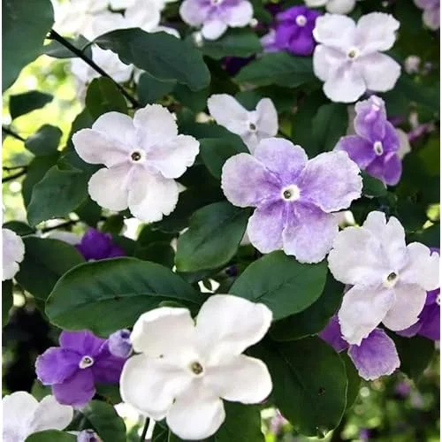 Yesterday Today and Tomorrow Plant - 4-8 inch - Blooming Shrub