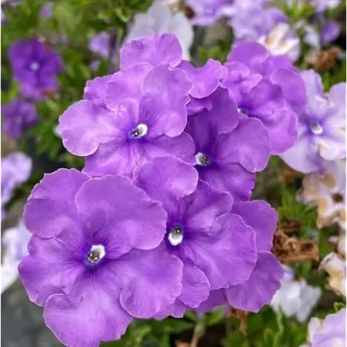 Yesterday Today and Tomorrow Plant - 4-8 inch - Blooming Shrub