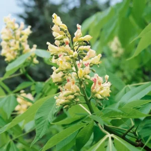 10 Yellow Buckeye Tree Seeds Aesculus Octandra – Fast-Growing Shade Tree 2
