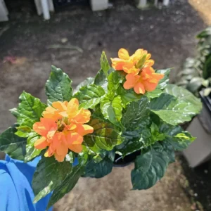 Crossandra Orange Marmalade Live Plant 4