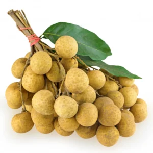 A Longan Live Fruit Plant Fruit Tree Tropical Plant for Garden 4