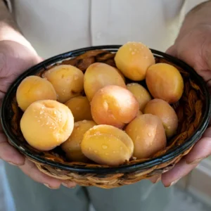 Prunus Mume Bongo Apricot Fruit Tree 2-3 ft Tall Potted