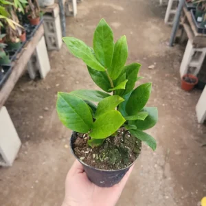 ZZ Plant - Zamioculcas Zamiifolia - Rooted Bulb - Easy-Care Indoor Plant