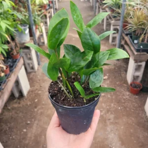 ZZ Plant - Zamioculcas Zamiifolia - Rooted Bulb - Easy-Care Indoor Plant