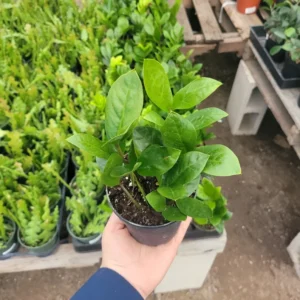 ZZ Plant - Zamioculcas Zamiifolia - Rooted Bulb - Easy-Care Indoor Plant