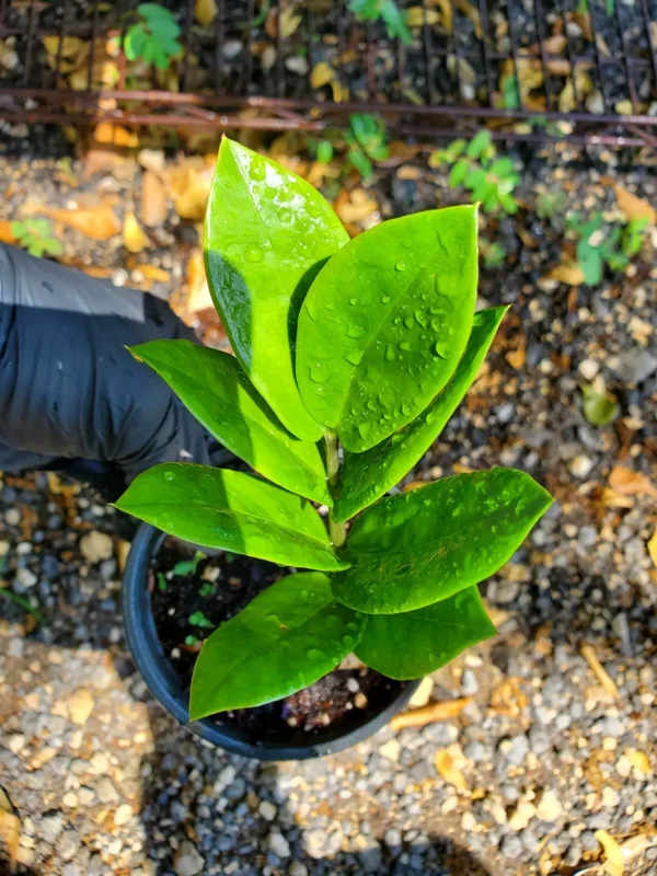 ZZ Zamioculcas zamiifolia Live Plant Easy to Grow Indoor Houseplant