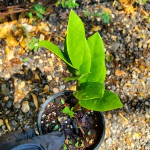 ZZ Zamioculcas zamiifolia Live Plant Easy to Grow Indoor Houseplant