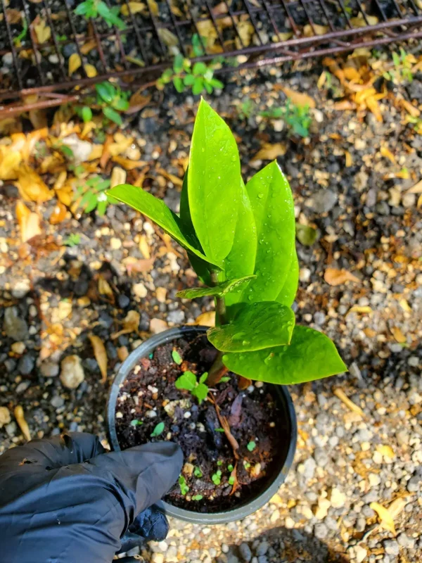 ZZ Zamioculcas zamiifolia Live Plant Easy to Grow Indoor Houseplant