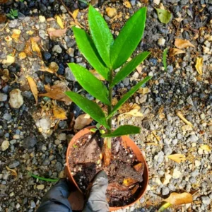 ZZ Zamioculcas zamiifolia Live Plant Easy to Grow Indoor Houseplant