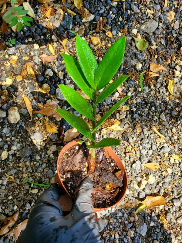 ZZ Zamioculcas zamiifolia Live Plant Easy to Grow Indoor Houseplant