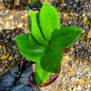 ZZ Zamioculcas zamiifolia Live Plant Easy to Grow Indoor Houseplant