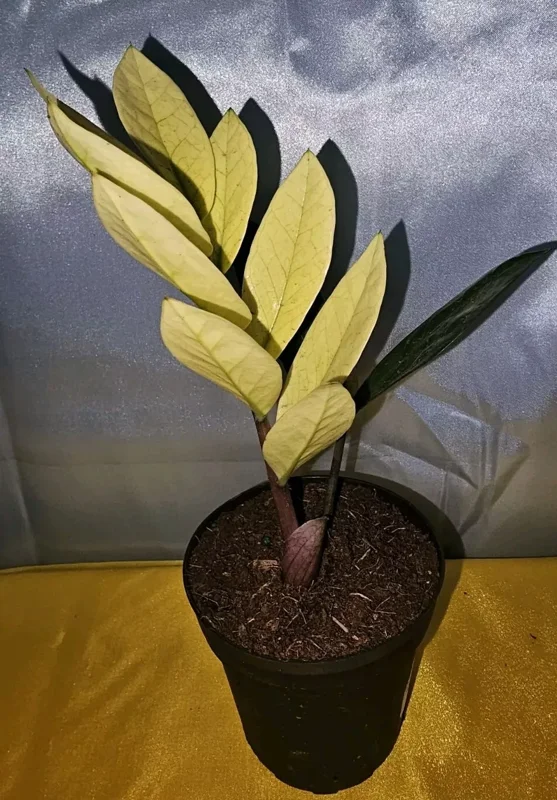 Zamioculcas zamiifolia ZZ Chameleon - 7" Tall, 4" Pot - Easy Care Houseplant