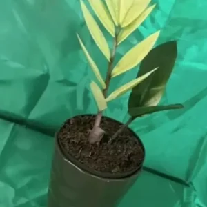 Zamioculcas zamiifolia ZZ Chameleon - 7