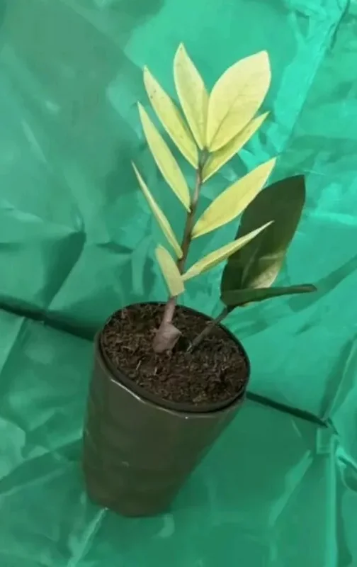 Zamioculcas zamiifolia ZZ Chameleon - 7" Tall, 4" Pot - Easy Care Houseplant