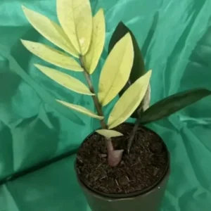 Zamioculcas zamiifolia ZZ Chameleon - 7