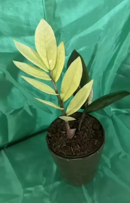 Zamioculcas zamiifolia ZZ Chameleon - 7" Tall, 4" Pot - Easy Care Houseplant