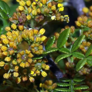 Zanthoxylum Odorum Edible Yellowwood Pepper Tree - 2.5