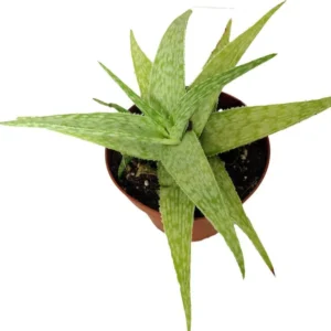 Zebrina Aloe Plant - Compact Aloe Zebrina Succulent in 4-Inch Pot